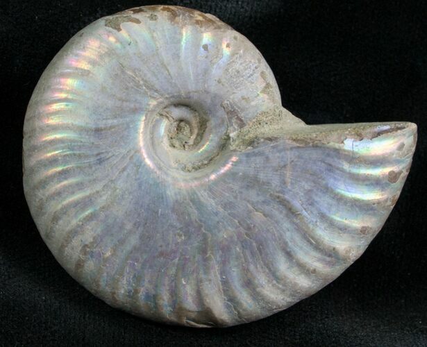 Silver Iridescent Ammonite - Madagascar #7787